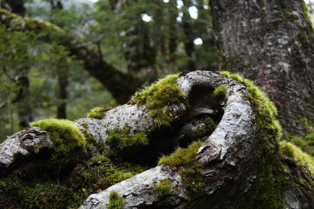 Utilisation du lichen pour se repérer