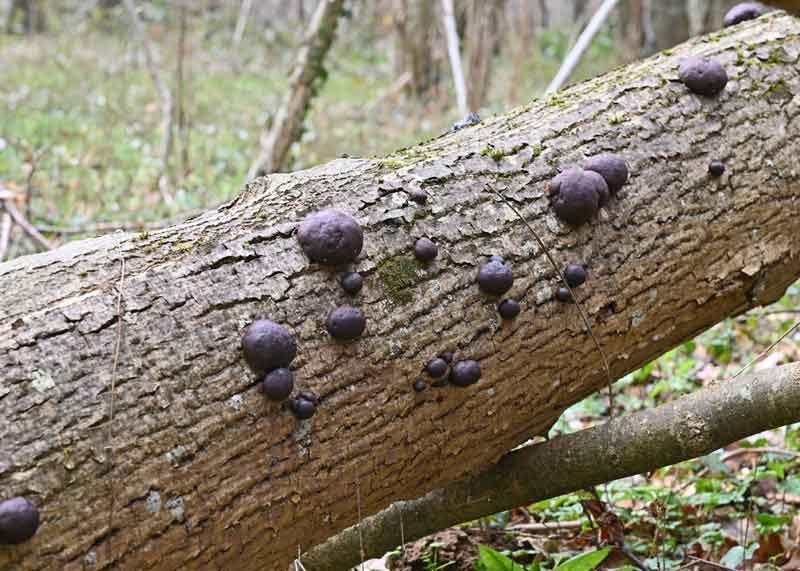 daldinia concentrica